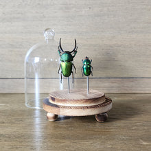 Load image into Gallery viewer, Stag Beetle Dome
