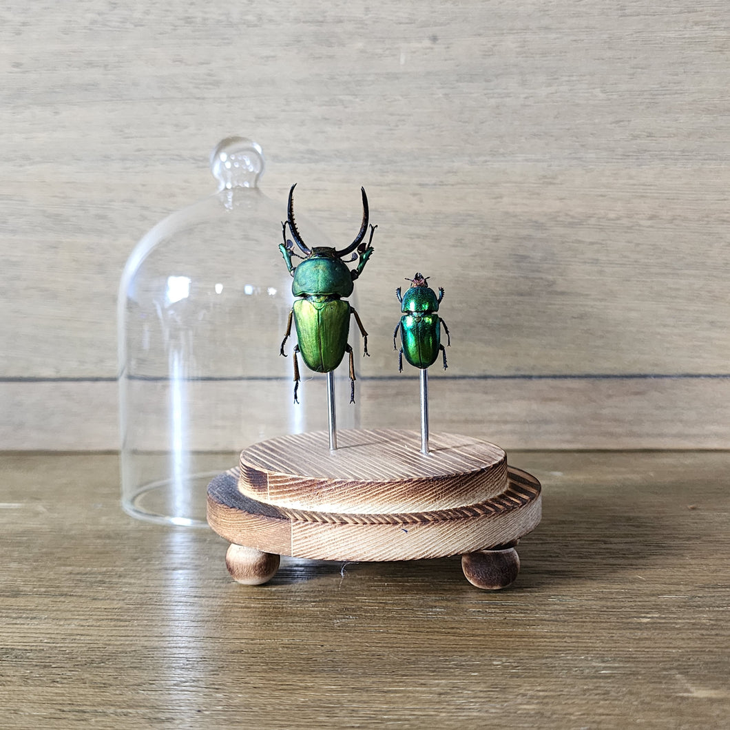 Stag Beetle Dome