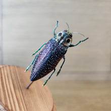 Load image into Gallery viewer, False Eyed Jewel Beetle Dome
