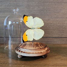 Load image into Gallery viewer, Orange-Tipped Angled-Sulphur Butterfly Dome
