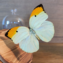 Load image into Gallery viewer, Orange-Tipped Angled-Sulphur Butterfly Dome
