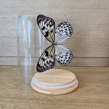 Load image into Gallery viewer, Rice Paper Butterfly Display
