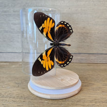 Load image into Gallery viewer, Tiger Butterfly Display
