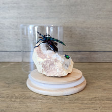 Load image into Gallery viewer, Beetle &amp; Crystal Display
