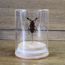 Load image into Gallery viewer, Longhorn Beetle Jar

