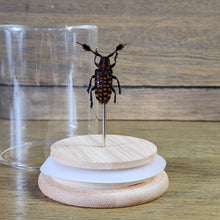 Load image into Gallery viewer, Longhorn Beetle Jar
