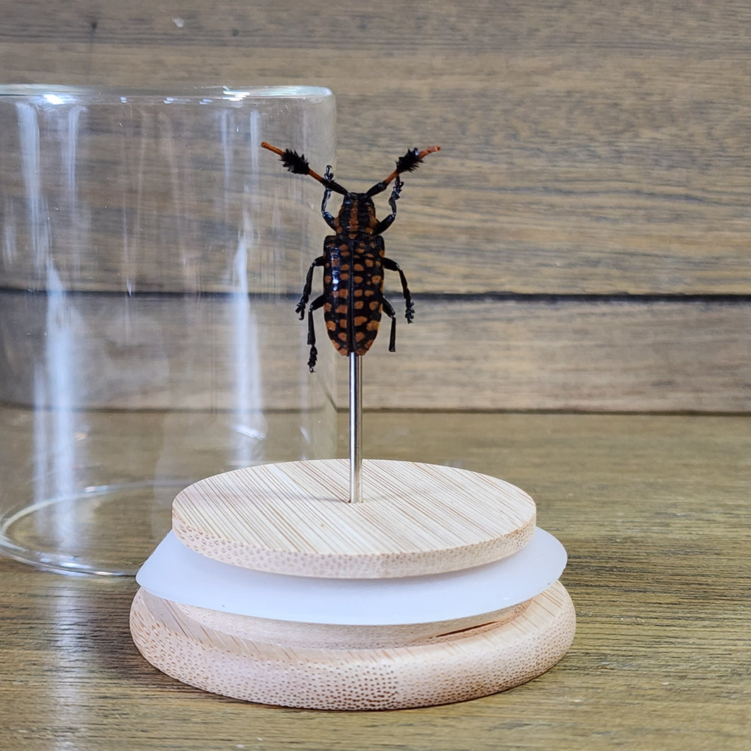Longhorn Beetle Jar