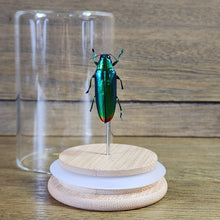 Load image into Gallery viewer, Aurora Jewel Beetle Jar
