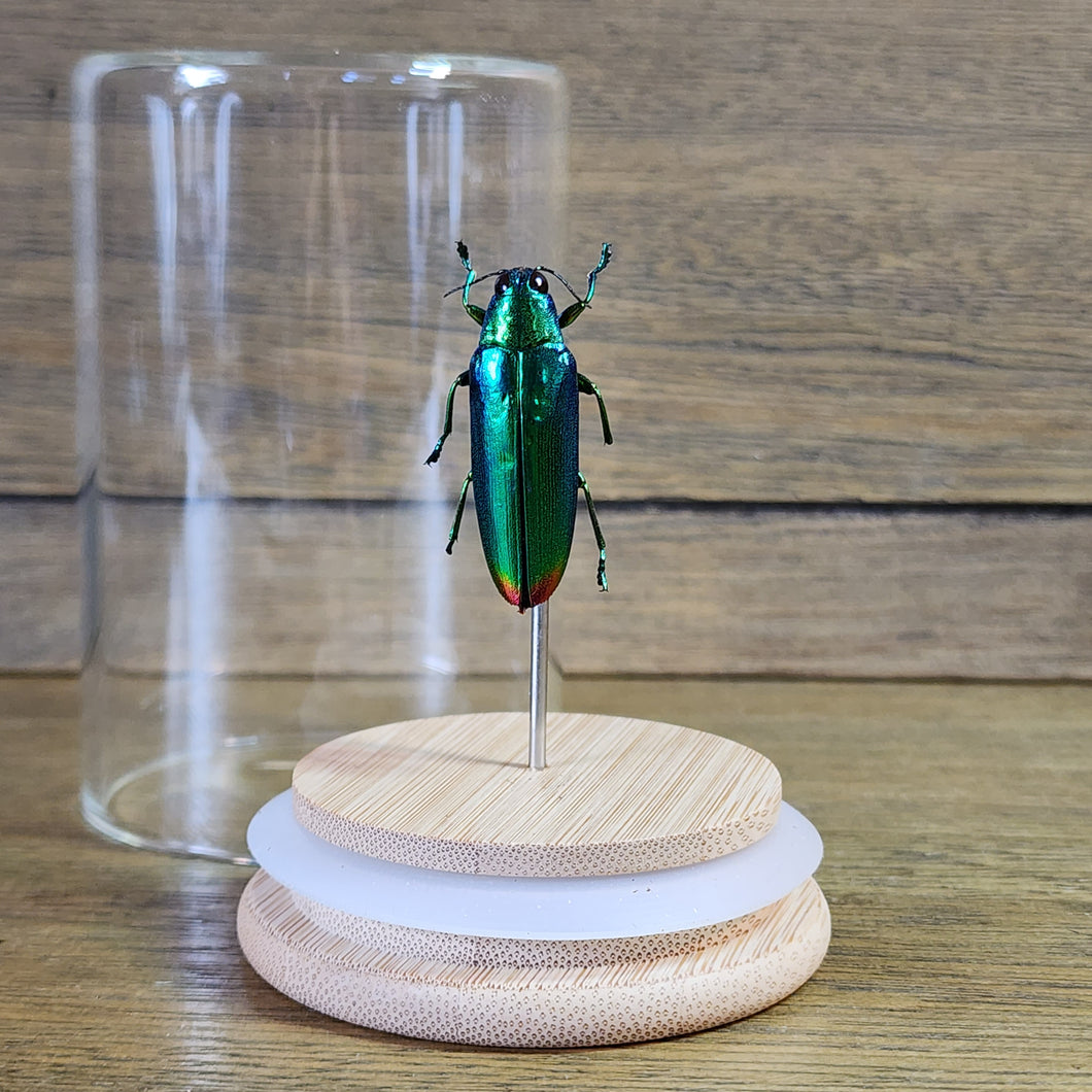 Aurora Jewel Beetle Jar