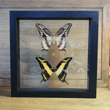Load image into Gallery viewer, King &amp; Schaus Swallowtail Butterflies Shadow Box

