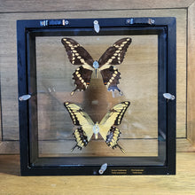 Load image into Gallery viewer, King &amp; Schaus Swallowtail Butterflies Shadow Box
