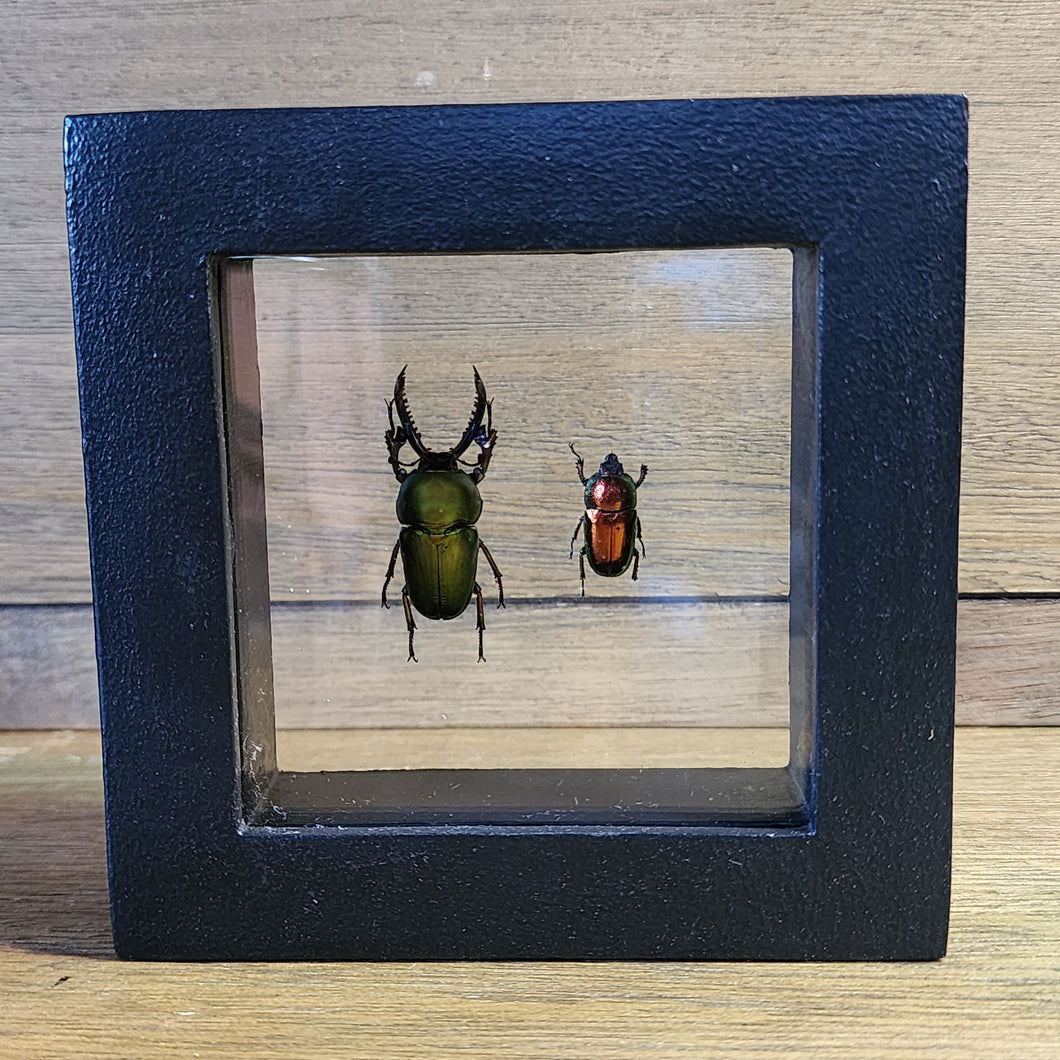 Stag Beetle Pair Shadow Box