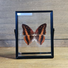 Load image into Gallery viewer, Violet-Washed Charaxes Butterfly Float Frame
