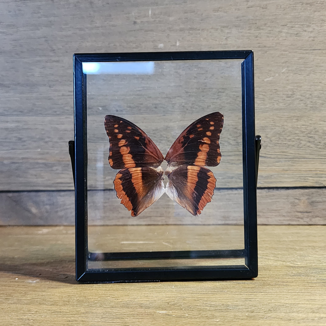 Violet-Washed Charaxes Butterfly Float Frame