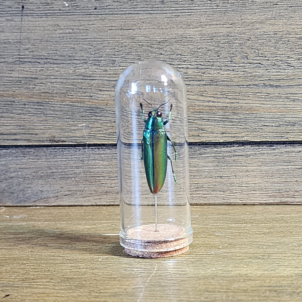 Jewel Beetle Mini Jar