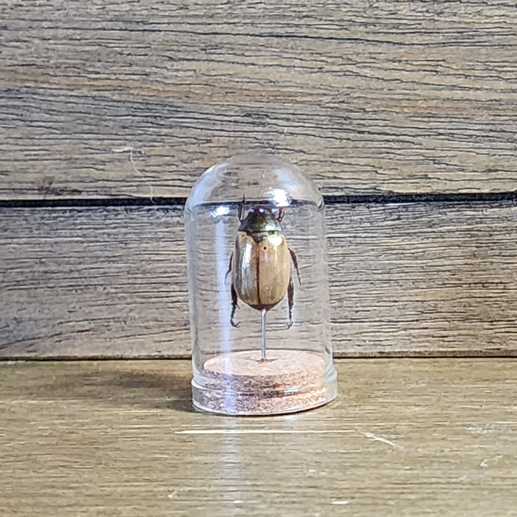 Dune Chafer Beetle Mini Jar