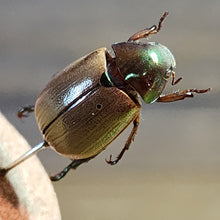 Load image into Gallery viewer, Dune Chafer Beetle Mini Jar
