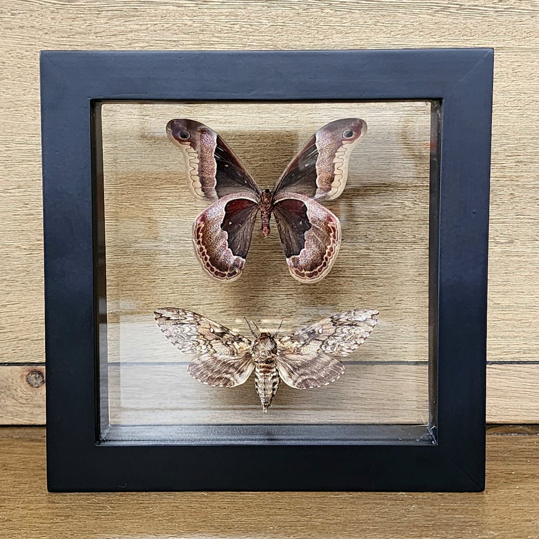 Promethea & Waved Sphinx Moths