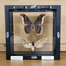 Load image into Gallery viewer, Promethea &amp; Waved Sphinx Moths

