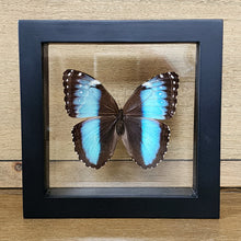 Load image into Gallery viewer, Scarce Morpho

