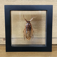 Load image into Gallery viewer, Giant Water Bug
