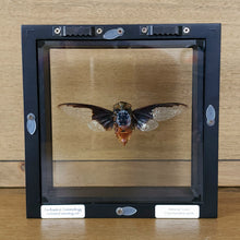 Load image into Gallery viewer, Batwing Cicada
