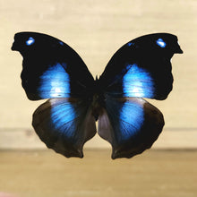 Load image into Gallery viewer, Great Blue Hookwing
