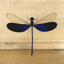 Load image into Gallery viewer, Blue Damselfly
