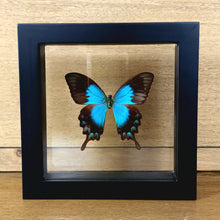 Load image into Gallery viewer, Sea Green Swallowtail
