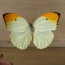 Load image into Gallery viewer, Great Orange Tip
