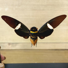 Load image into Gallery viewer, Cicada
