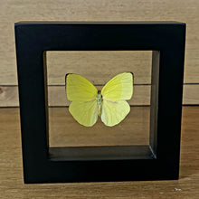 Load image into Gallery viewer, Buttercup Butterfly
