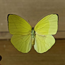 Load image into Gallery viewer, Buttercup Butterfly
