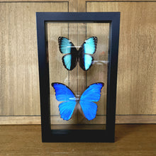 Load image into Gallery viewer, Scarce Morpho &amp; Giant Blue Morpho
