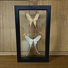 Load image into Gallery viewer, Chinese Moon Moths
