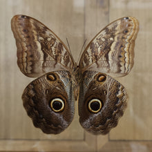Load image into Gallery viewer, Owl Butterfly
