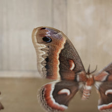 Load image into Gallery viewer, Cecropia Moth
