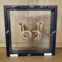 Load image into Gallery viewer, Cecropia Moth
