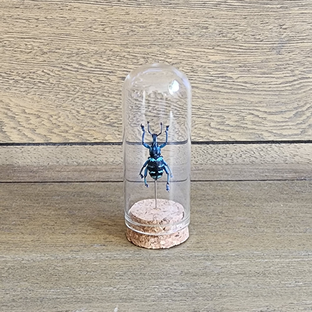 Blue Banded Weevil