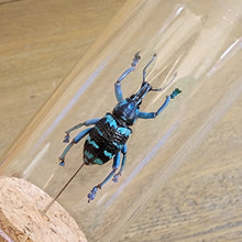 Load image into Gallery viewer, Blue Banded Weevil
