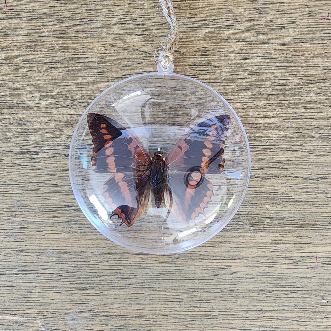 Violet-Washed Charaxes Butterfly Ornament