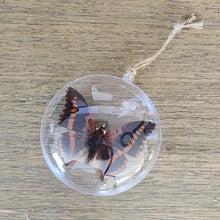 Load image into Gallery viewer, Violet-Washed Charaxes Butterfly Ornament
