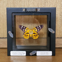 Load image into Gallery viewer, False Tiger Moth
