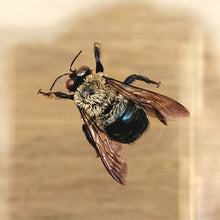 Load image into Gallery viewer, Eastern Carpenter Bee
