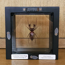 Load image into Gallery viewer, Whip Scorpion
