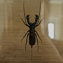 Load image into Gallery viewer, Whip Scorpion
