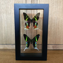 Load image into Gallery viewer, Madagascan Sunset Moth &amp; Green-Banded Urania Moth
