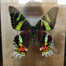 Load image into Gallery viewer, Madagascan Sunset Moth &amp; Green-Banded Urania Moth
