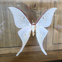 Load image into Gallery viewer, Indian Moon Moth
