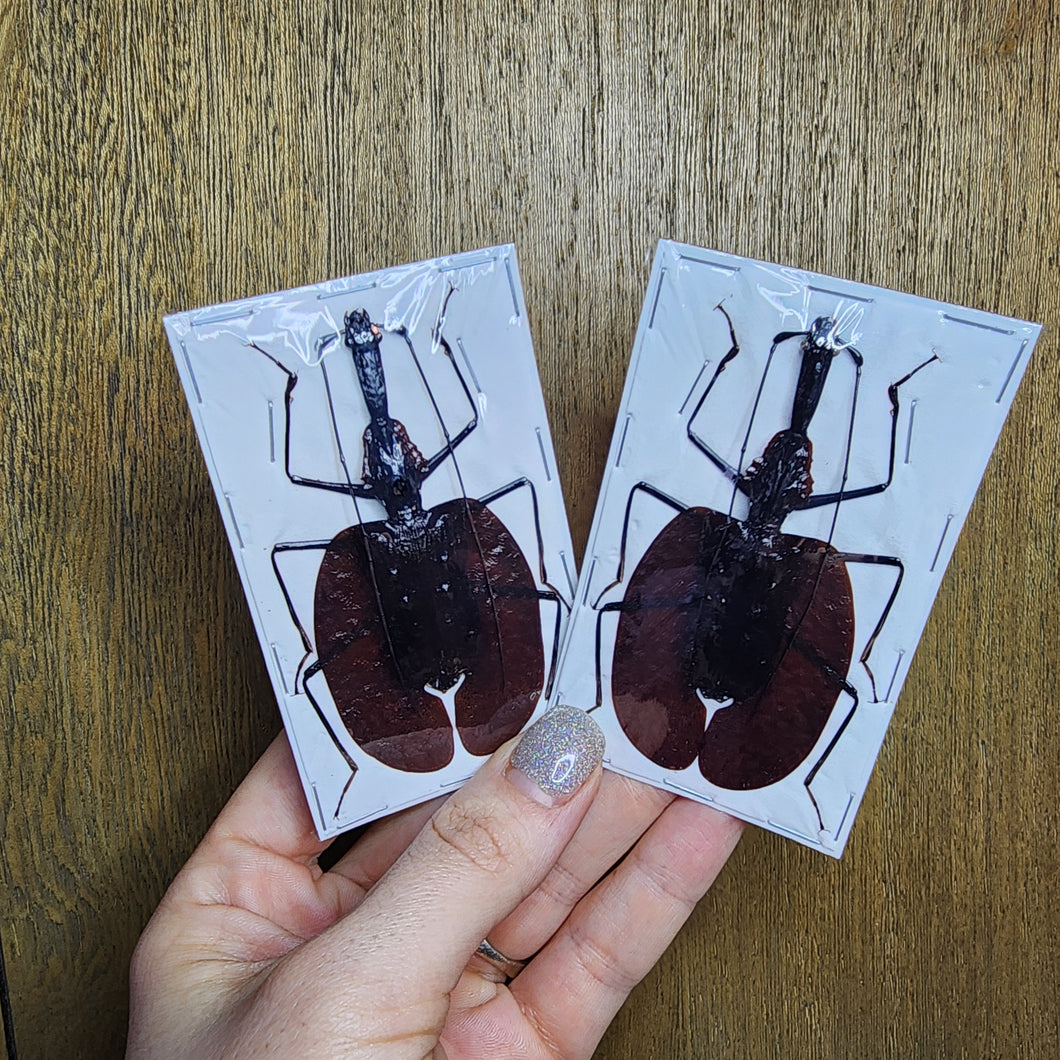 Violin Beetle (Mormolyce phyllodes) - Unmounted Specimen
